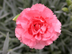 Dianthus Scent First Romance 001 2