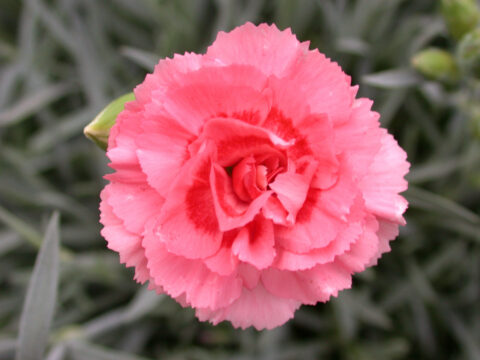 Dianthus Scent First Romance 001 2