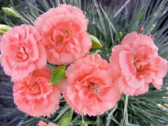 Dianthus Scent First Romance 002 2