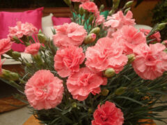 Dianthus Scent First Romance 003