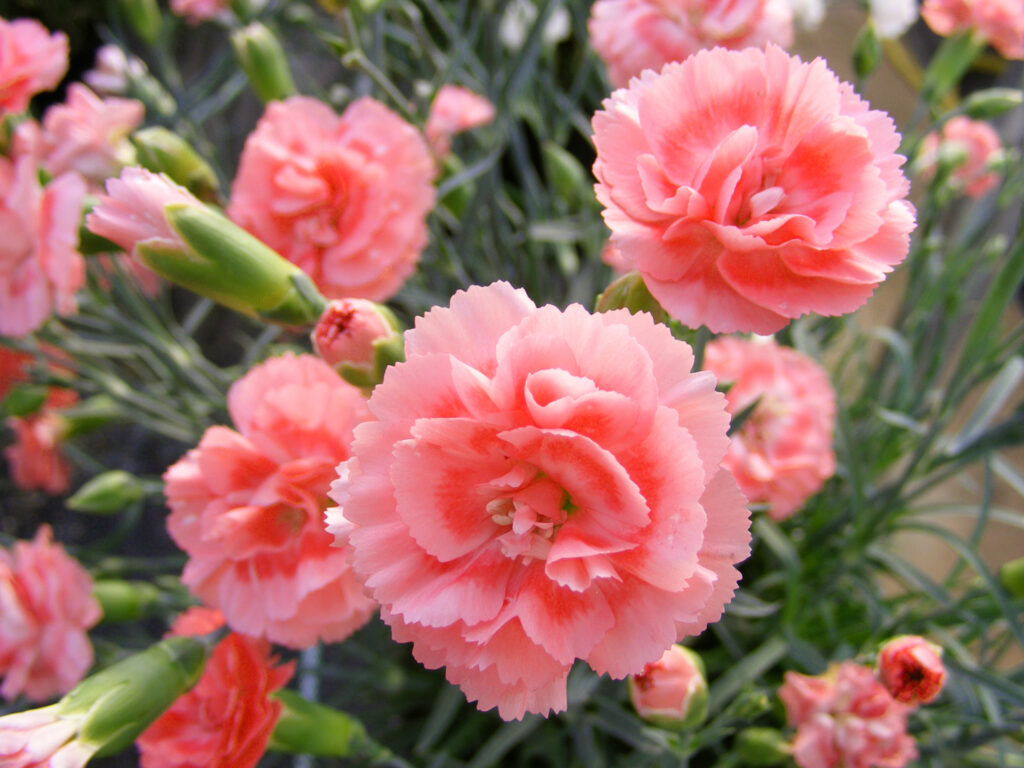 Dianthus Scent First Romance 004