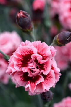 Dianthus Scent First Sugar Plum 001