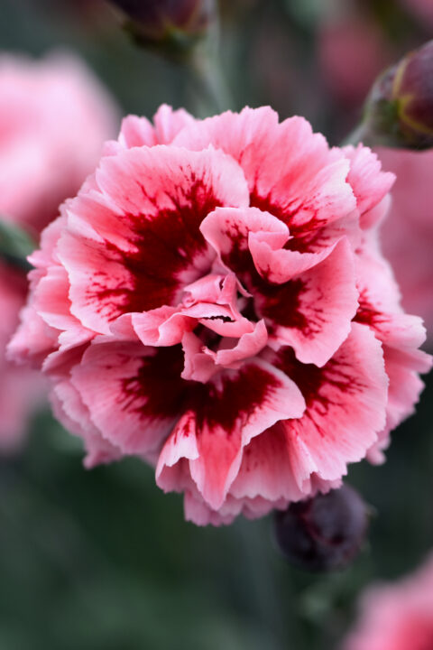 Dianthus Scent First Sugar Plum 002