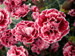 Dianthus Scent First Sugar Plum 003 2