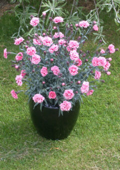 Dianthus Scent First Sugar Plum 004 2