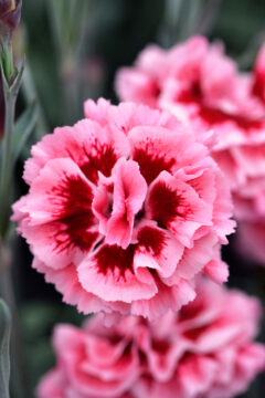 Dianthus Scent First Sugar Plum 005