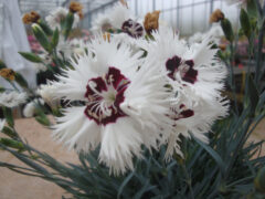 Dianthus-Single-Star-Stargazer-001