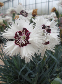 Dianthus-Single-Star-Stargazer-002