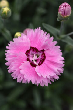 Dianthus Star Double Pop Star 001