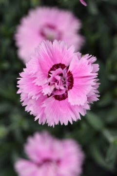 Dianthus Star Double Pop Star 002