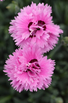 Dianthus Star Double Pop Star 003