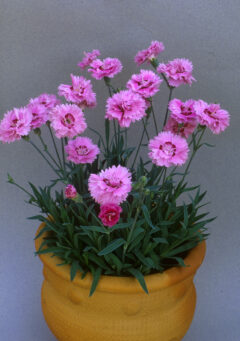 Dianthus Star Double Pop Star 004