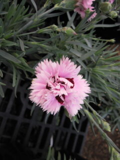 Dianthus Star Double Pop Star 005