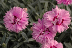 Dianthus Star Double Pop Star 006