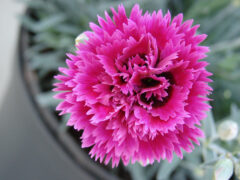 Dianthus Star Double Starlette 001