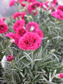Dianthus Star Double Starlette 002