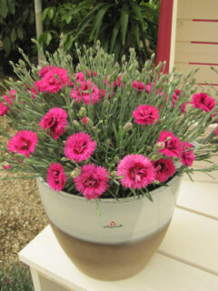 Dianthus Star Double Starlette 004