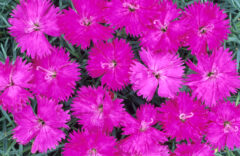 Dianthus Star Single Neon Star 003