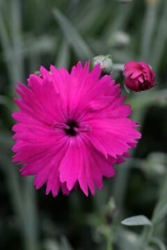 Dianthus Star Single Neon Star Improved-001
