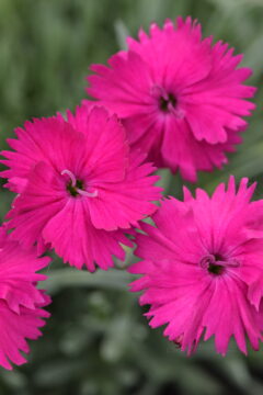 Dianthus Star Single Neon Star Improved-002