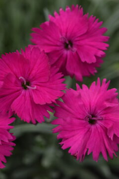 Dianthus Star Single Neon Star Improved-003