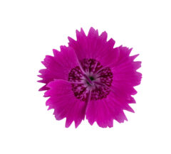 Dianthus Star Single Neon Star Improved_Z6S5956