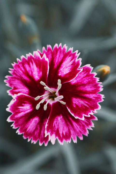 Dianthus Star Single Superstar-001