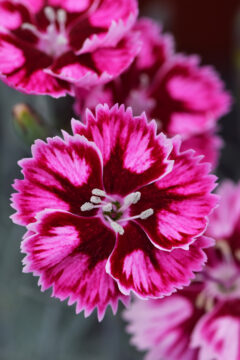 Dianthus Star Single Superstar-002