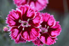 Dianthus Star Single Superstar-004