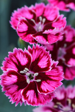Dianthus Star Single Superstar-006