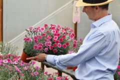 Dianthus Star Single Superstar-301