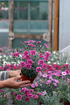 Dianthus Star Single Superstar-302